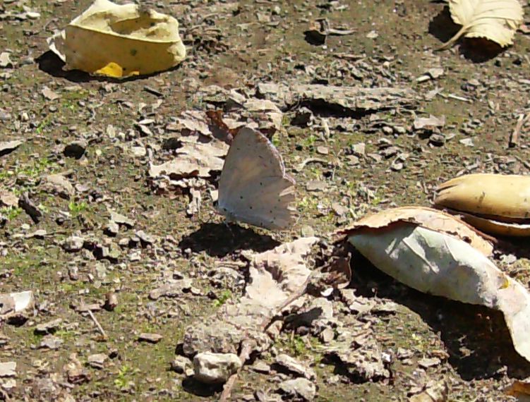 Celastrina argiolus?